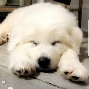 Meet your Posher, Jess